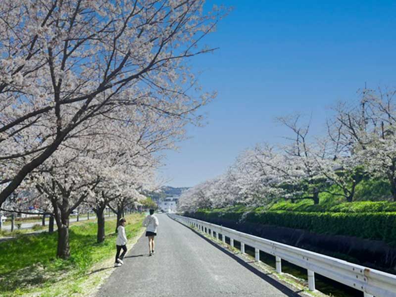 sakura